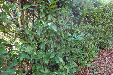 Metal çit boyunca büyüyen kiraz defne çiti bir bahçede veya parkta yeşil bir bariyer oluşturur.