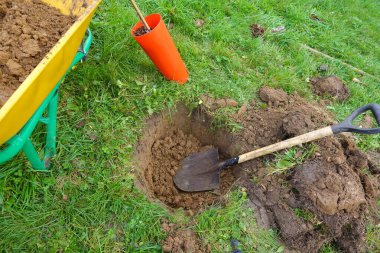 Canlı bir bahçeye bir guava ağacı dikmek, bir kürek ve zengin toprakla dolu bir el arabası kullanarak yeni bir büyüme sağlamak.