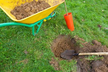 Bahçıvan zengin toprağı hazırlıyor ve doğayla çevrili yeşil bir bahçeye canlı bir guava ağacı dikmek için çukur kazıyor.