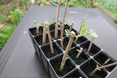 Tohum tepsisinde büyüyen yaşlı böğürtlen kesimlerinin yakın çekimi, bahçıvanlıkta bitki yetiştirme tekniklerini gözler önüne seriyor