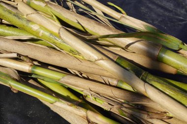 Bambu sapları ve yaprakları güneşin altında kuruyor taze kesildikten sonra, canlı yeşiller doğanın döngüsünde kahverengi renge dönüşüyor.