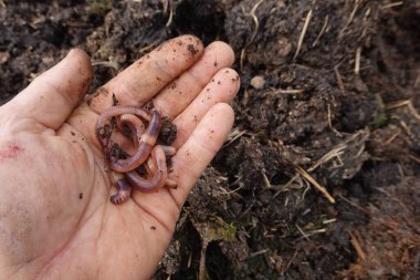 Zengin gübre toprağı üzerinde el ele tutuşan solucanlar sürdürülebilir tarımı ve sağlıklı toprak ekosistemini destekliyor.