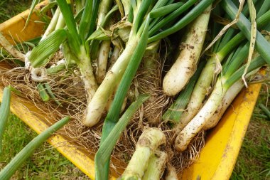 Çiftçi, sebze bahçesinde tipik bir yeşil soğan türü olan Calcot 'u toplamak için kürek kullanıyor.