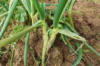 Çiftçi, sebze bahçesinde tipik bir yeşil soğan türü olan Calcot 'u toplamak için kürek kullanıyor.