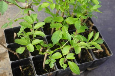 Ayrı tohum tepsilerinde birden fazla mürver böğürtlen kesimi yetişiyor, yayılma ve ekime hazır.