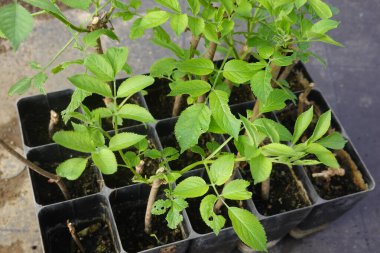 Tohum tepsilerinde yetişen, üremeye ve bahçeye ekime hazır mürver böğürtlenlerinin yakın çekimi