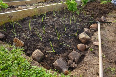 Yükselmiş bir bahçe yatağında taze bahar soğanları. Kayalarla kenarı kesilmiş, yakınlarda bir bahçe tırmığı var.