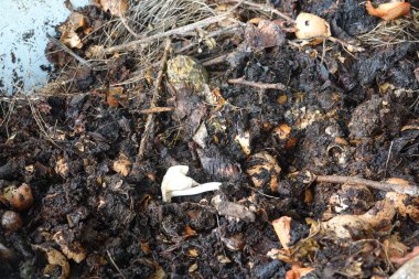 Besin zengini gübreden filizlenen tohumun yakın plan çekimi organik bahçıvanlıktaki bozulma döngüsünü ve yeni yaşamı gözler önüne seriyor.