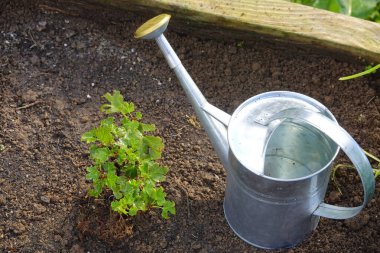 Metal sulama tenekesi canlı bir bahçe yatağında bektaşi üzümü çalılarının yanında dinlenerek zengin topraklarda yeni bir büyüme sağlar.