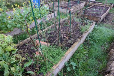 Kış sebze bahçesinde kaldırılmış yataklar, çeşitli bitkiler, sürdürülebilir kentsel tarım uygulamaları sergileniyor