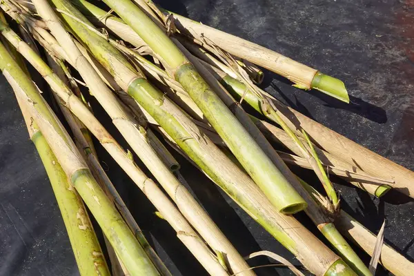 Sayısız yeşil ve açık kahverengi bambu sapları, taze kesilmiş ve kullanılmaya hazır, koyu bir yüzey üzerinde desenli bir yığın oluşturur.
