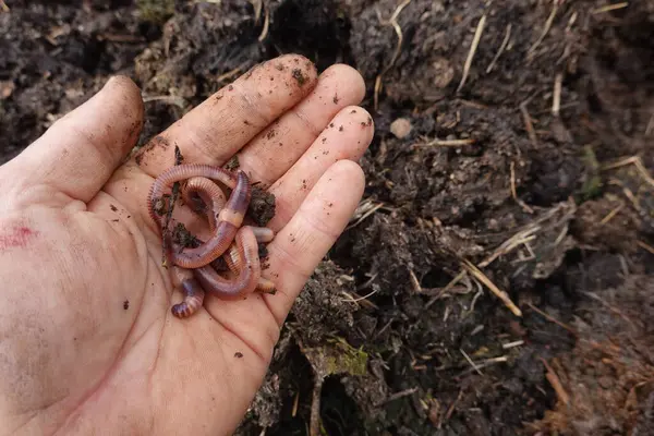 Zengin gübre toprağı üzerinde el ele tutuşan solucanlar sürdürülebilir tarımı ve sağlıklı toprak ekosistemini destekliyor.