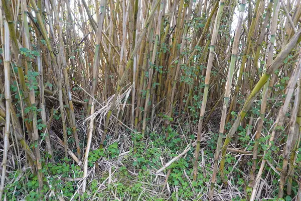 Bambu kamışları vahşi bir yaşam alanında yoğun bir şekilde büyür, canlı ekosistemi geliştirirken yemyeşil bir doğal ekran ya da bariyer oluştururlar.