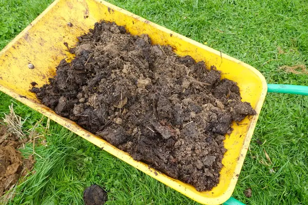 Sarı el arabası gübre taşırken çimen tarlası, bahçe ve toprak zenginleştirme kavramını gübrelemek için.