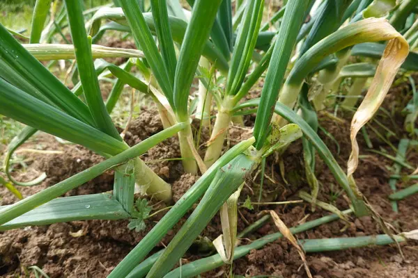 Çiftçi, sebze bahçesinde tipik bir yeşil soğan türü olan Calcot 'u toplamak için kürek kullanıyor.