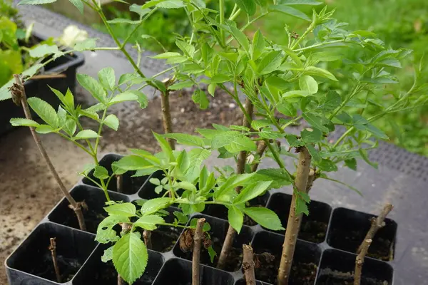 Tohum tepsisinde büyüyen, bu çok yönlü bitki için üreme tekniklerini gösteren mürver böğürtlenlerini kapatın.