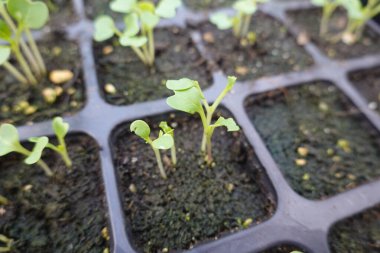Tohum tepsisinde büyüyen küçük yeşil fideler, ilkbaharda yeni başlangıçları ve canlı tarım ruhunu simgeliyor.