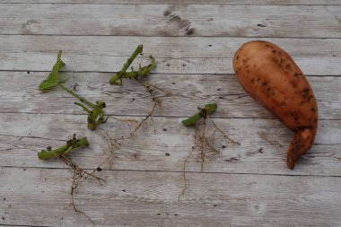 Bir tatlı patates ve kırsal bir ahşap masaya kök salmış, yayılma ve ekime hazır bir sürü fiş.