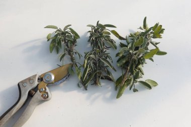 Taze kesilmiş adaçayı filizi, beyaz bir masanın üzerindeki budama makasının yanında yatar, pişirme ve bitkisel ilaçlarda kullanılmaya hazırdır.