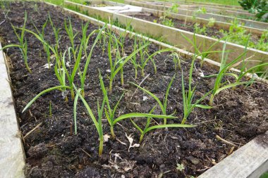 Sıralar dolusu genç sarımsak bitkileri, yükseltilmiş bir bahçe yatağı içinde verimli bir hasat vaat ederek zengin topraklarda büyür.