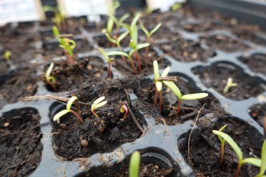 Tohum tepsisinde filizlenen narin filizlerin yakın çekimi, umut verici yeni bir büyüme ve baharın başlangıcı.