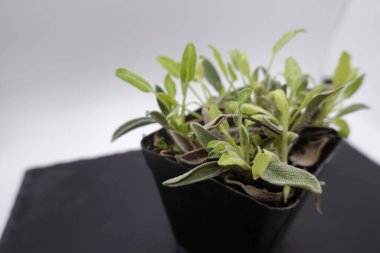 Bir tencerede gelişen küçük adaçayı kesimleri, aşçılık bitkilerinin yayılma sürecini ve bahçıvanlıkta yeni bir hayatı betimliyor.