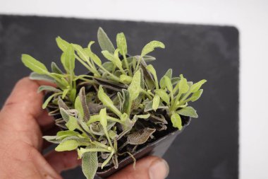 Bir bahçıvanın içinde adaçayı kesikleri olan küçük bir demlik tutarken yakın plan fotoğrafı.