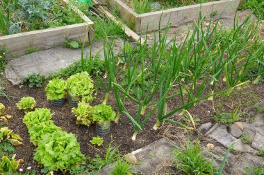 Bahçe yataklarında yetişen soğan ve marul, tohum koruması için geri dönüştürülmüş plastik şişelerden yararlanmak, sürdürülebilir bahçıvanlık uygulamalarını teşvik etmek