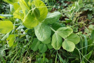 Bezelye yaprağını etkileyen toz haline yakın çekim mantar hastalığının yayılmasını ve bunun bahçe ekinleri üzerindeki etkisini vurguluyor.