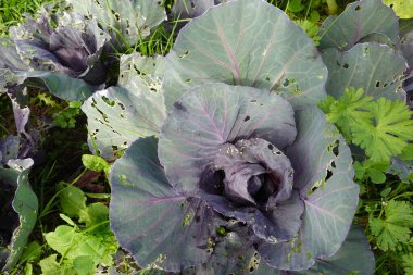 Sebze bahçesinde yetişen kırmızı lahana bitkisinin yakın plan fotoğrafı. Yapraklarında delikler var.