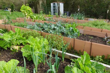 Yeşillik sebzeler, bahçe yataklarında büyür. Gelecek mevsimde bol bol hasat vaat ederler.