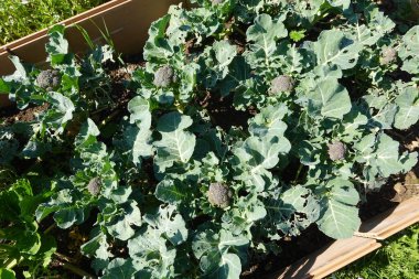 Yükseltilmiş bir bahçe yatağında yetişen ev yapımı brokoli. Güneşin tadını çıkarıyor ve hasat için hazır.