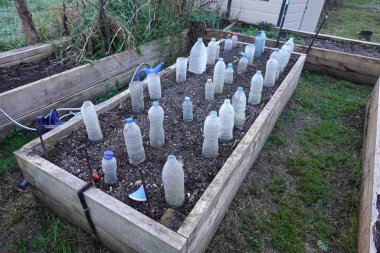 Plastik şişeler, yükseltilmiş bir bahçe yatağında fideleri koruyor, sürdürülebilirliği ve bitkilerin büyümesini teşvik ediyor.