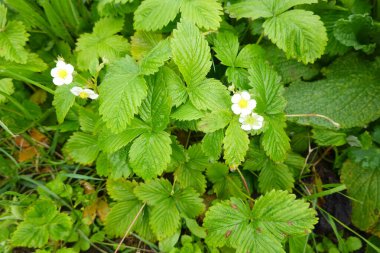 Canlı yeşil yapraklar ve narin beyaz çiçekler sergilenen yabani bir çilek bitkisinin yakın çekimi, doğal bir bahçede tatlı bir hasat vaat ediyor.