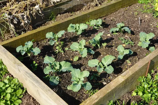 Yükselmiş bir bahçe yatağında yetişen yapraklı yeşil lahana bitkileri zengin topraklarla, sağlıklı sebze yetiştirme uygulamalarını teşvik eder.