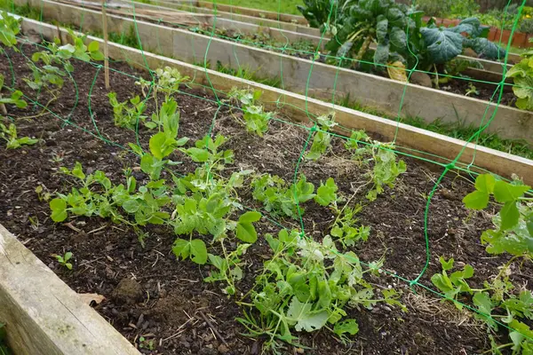Genç bezelye bitkileri plastik bir çardağa tırmanıyor. Yükseltilmiş bir bahçe yatağında gelişiyorlar. Organik bahçeciliğin ve sürdürülebilir uygulamaların güzelliğini sergiliyorlar.