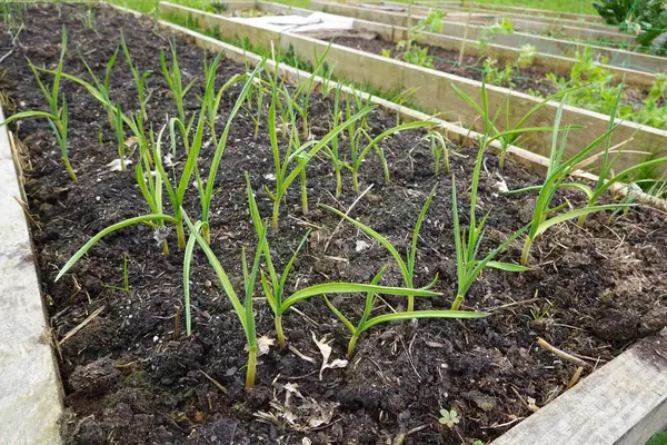 Sıralar dolusu genç sarımsak bitkileri, yükseltilmiş bir bahçe yatağı içinde verimli bir hasat vaat ederek zengin topraklarda büyür.