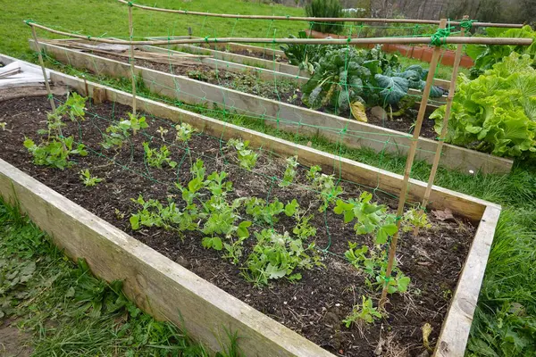 Bezelye bitkileri yükseltilmiş bir bahçe yatağında çardak ağına tırmanıyor ve yakın gelecekte bol miktarda hasat vaat ediyorlar.