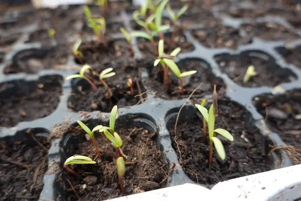 Tohum tepsisinde büyüyen genç fidanların yakın çekimi yeni başlangıçları ve büyüme mevsiminin başlangıcını temsil ediyor.