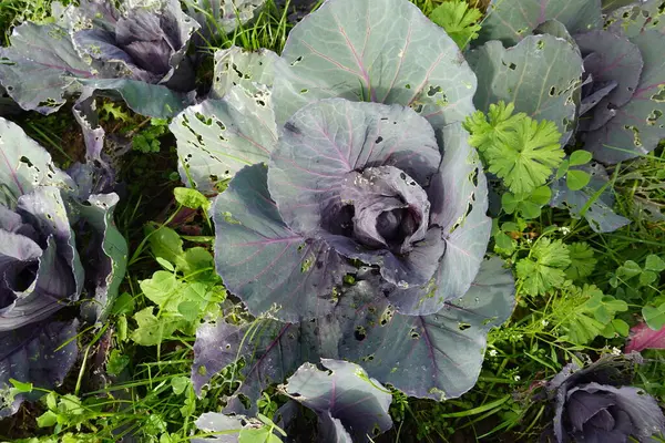 Bir sebze bahçesindeki yapraklara zarar veren haşerelerin istila ettiği kırmızı lahana bitkisine yakın plan.