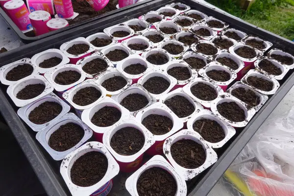 Boş yoğurt kapları, toprak dolu ve sürdürülebilir bahçıvanlık uygulamalarını teşvik etmeye hazır biyolojik olarak ayrıştırılabilir tohumlar olarak yeniden düzenlenir.