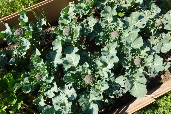 Yükseltilmiş bir bahçe yatağında yetişen ev yapımı brokoli. Güneşin tadını çıkarıyor ve hasat için hazır.