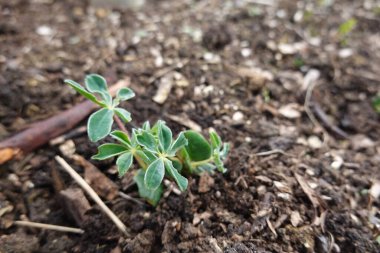 Genç bir lupin bitkisinin yakın plan çekimi kendini zengin, verimli topraklara yerleştirerek yeni bir büyüme ve gelecek vaatleri sunuyor.