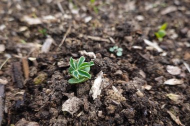 Genç bir lupin bitkisinin, zengin, karanlık toprakları iterek yeni hayatın güzelliğini ve doğadaki canlı büyümeyi vurguladığı yakın plan görüntüsü.