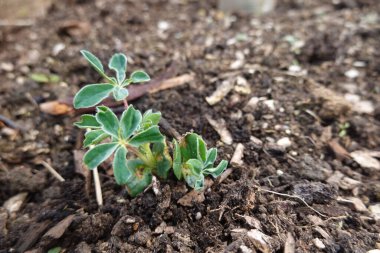 Karanlık toprakta yetişen küçük lupin bitkisi, erken büyüme aşamasını narin yapraklarla ve gelecek vaat eden çiçeklerle gösteriyor.