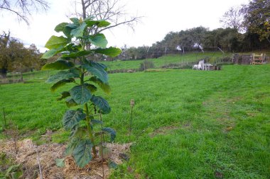 Genç tamarillo ağacı, yemyeşil çimenler ve çeşitli bitkilerle çevrili canlı bir permakültür bahçesinde gelişiyor, sürdürülebilir büyüme gösteriyor.