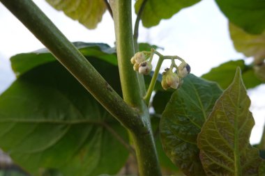 Tamarillo ağacı domatesi üzerinde yetişen küçük beyaz çiçekler, doğal ortamında cyphomandra betacea olarak da bilinir.