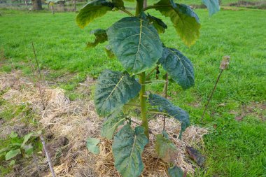 Genç tamarillo ağacı tarlada gelişiyor, sürdürülebilir tarım uygulamaları sergiliyor ve biyolojik çeşitliliği destekliyor