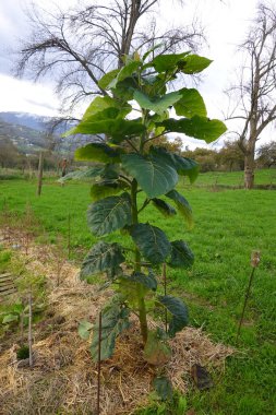 Genç tamarillo ağacı bir tarlada gelişiyor, kazıklarla destekleniyor ve sağlıklı büyümek için koruyucu saman tabakasıyla çevrili.