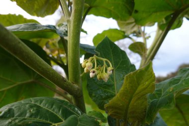 Tamarillo ağacında yetişen küçük beyaz çiçekler yeşil yapraklı ve saplı domates, meyve üretmeye hazır.